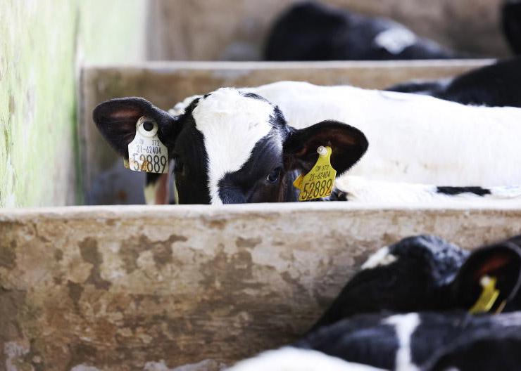 EU law scuppers Dutch efforts to curb calf imports 