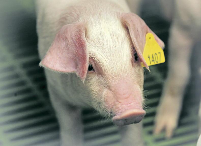 Estonian pig farmers put in the grunt work