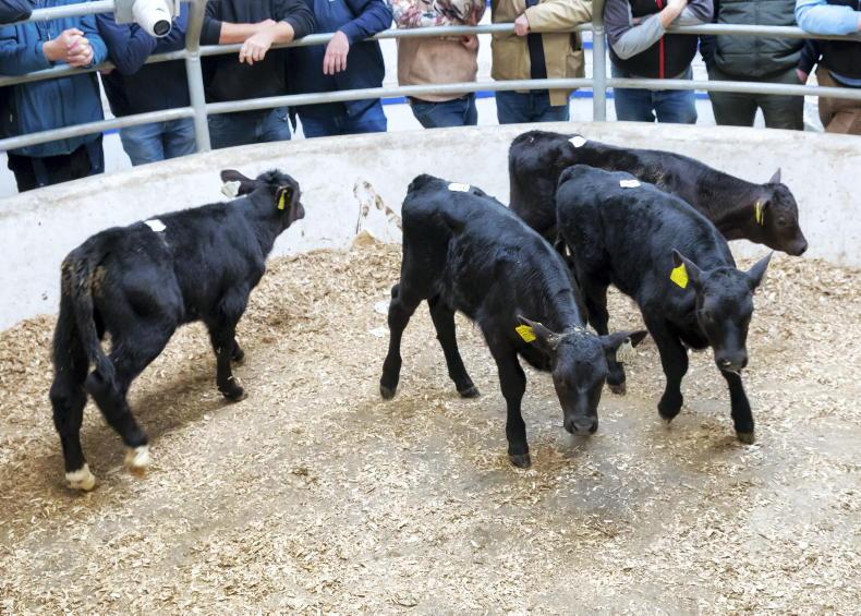 Calf price update: upward movement in calf price for traditional breeds