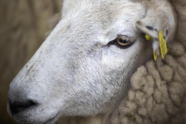 Department defends new sheep carcase law