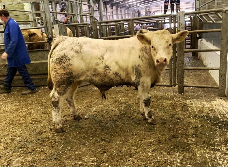 MartBids Database: big boost for weanling prices