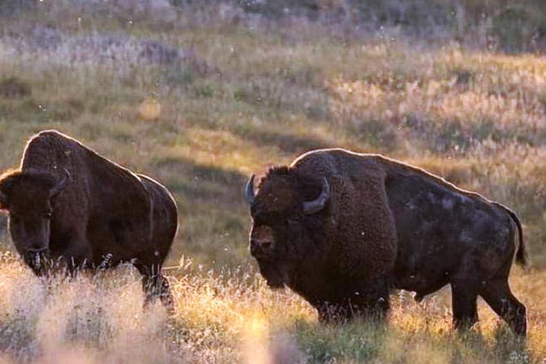 Move to evict bison from the US prairies
