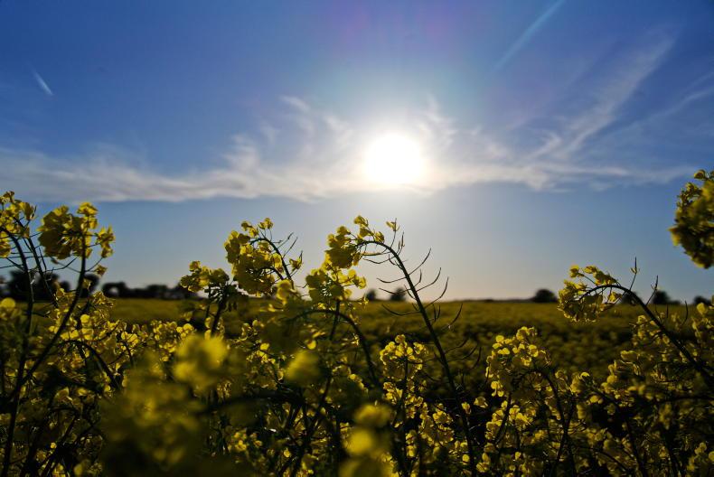 Grain Trends: positive prices but drops as dramatic as gains