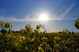 Grain Trends: positive prices but drops as dramatic as gains