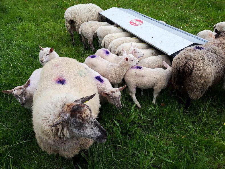 Sheep management: creep feeding and potential hogget price deductions
