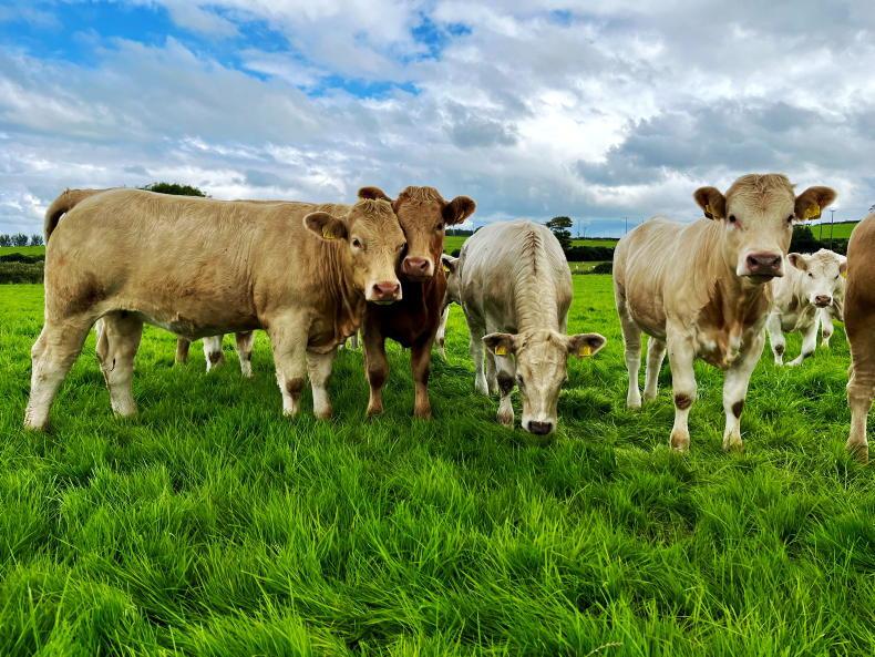 No appetite for NI farm carbon audits