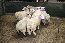Sheep mart comment: hogget quality becoming very mixed