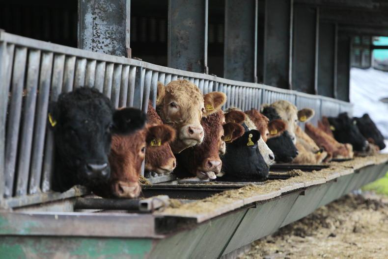 Beef quotes ease with pressure on trade 
