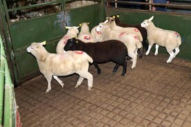 Sheep kill falls to just 31,636 head