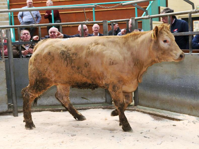 Northern View: beef trade remains under pressure