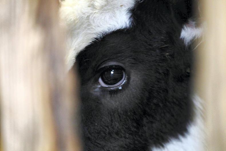 Farmer a 'pariah' in community after large amounts of dead calves found on farm