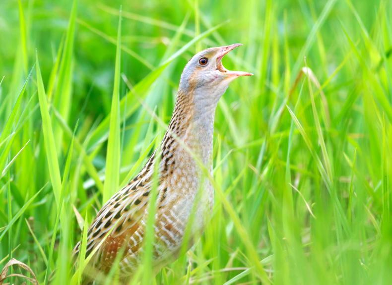 New €4.35m programme to protect the corncrake 