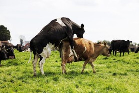 Dairy management: what to do with late calving cows?