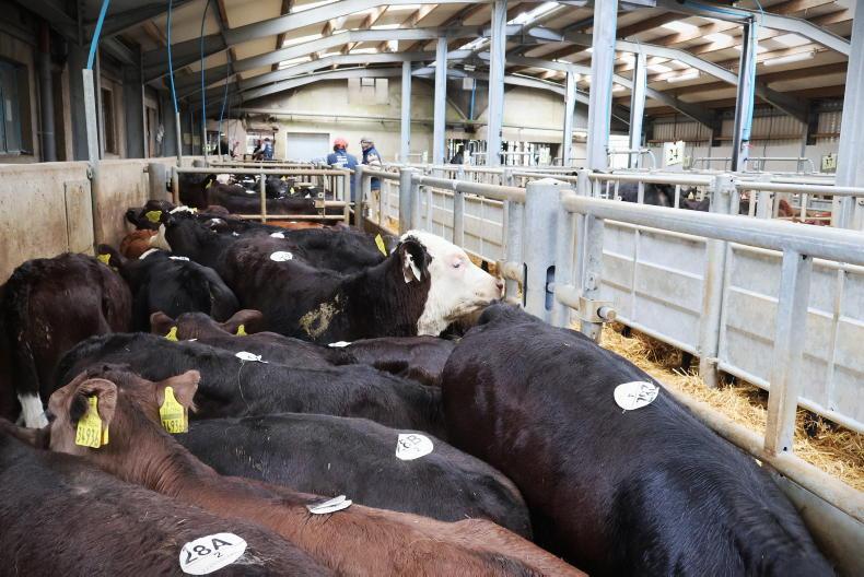 Camera at the Mart: demand for bull calves strengthens as supply slips in Bandon