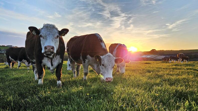 Grass+ Beef: growth rates good but some still feeling a pinch