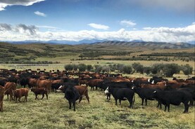 Canadian farmers oppose Mercosur deal
