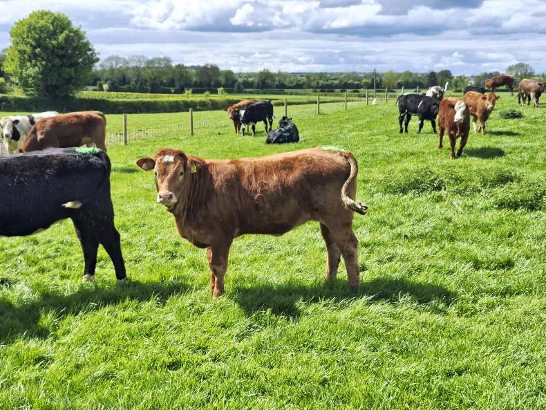 Breeding in full swing on Tullamore Farm 