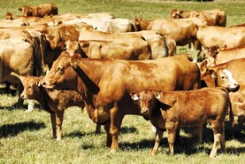 Short supply continues to bolster EU beef prices
