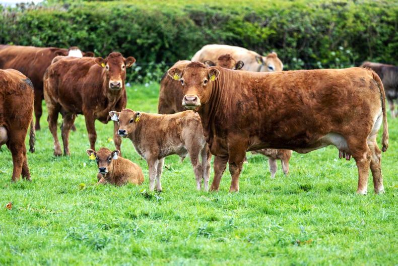 CBV and quality cattle hand in hand in Laois