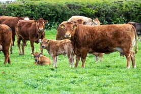 CBV and quality cattle hand in hand in Laois