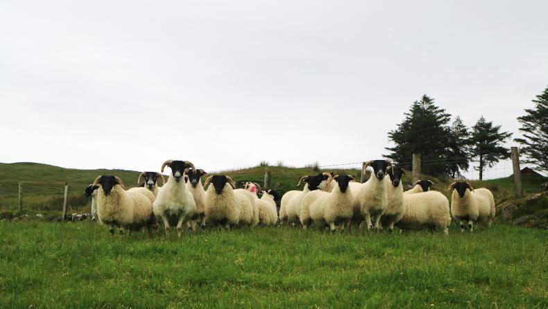 OviFlock Project recruiting more hill sheep flocks