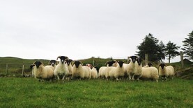OviFlock Project recruiting more hill sheep flocks