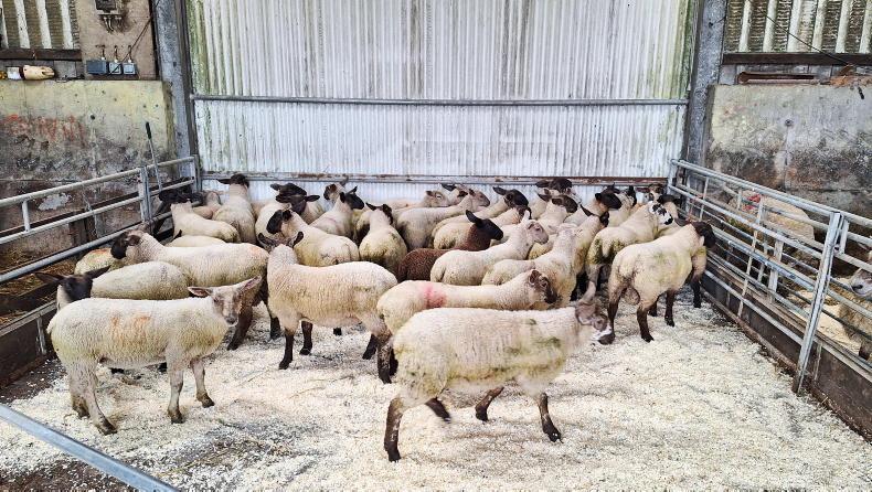 Now is the time to plan blowfly strike prevention options