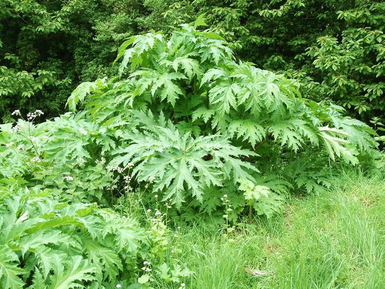 Tipperary farmers to help with removal of giant hogweed