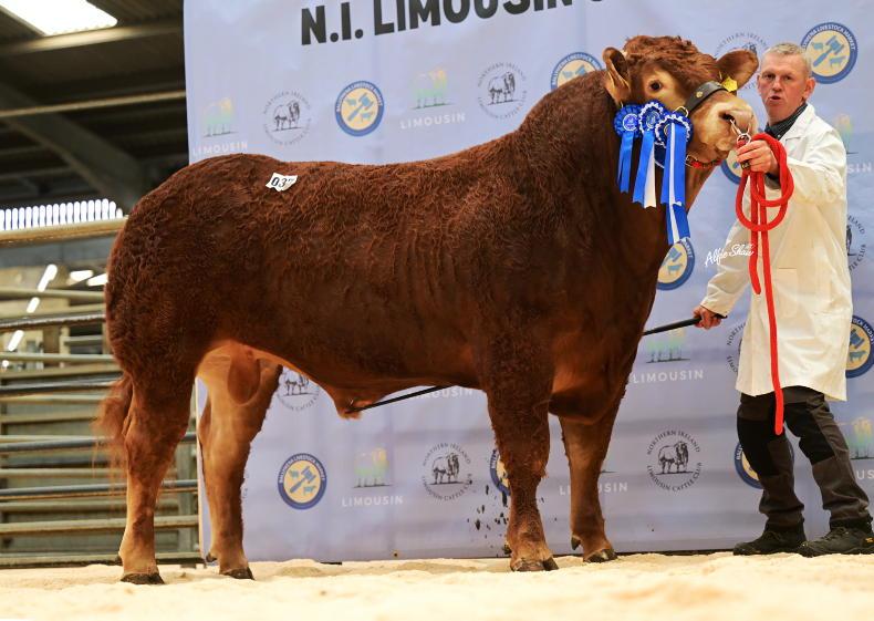 Booming trade for Limousin bulls in Ballymena
