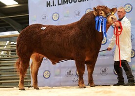 Booming trade for Limousin bulls in Ballymena
