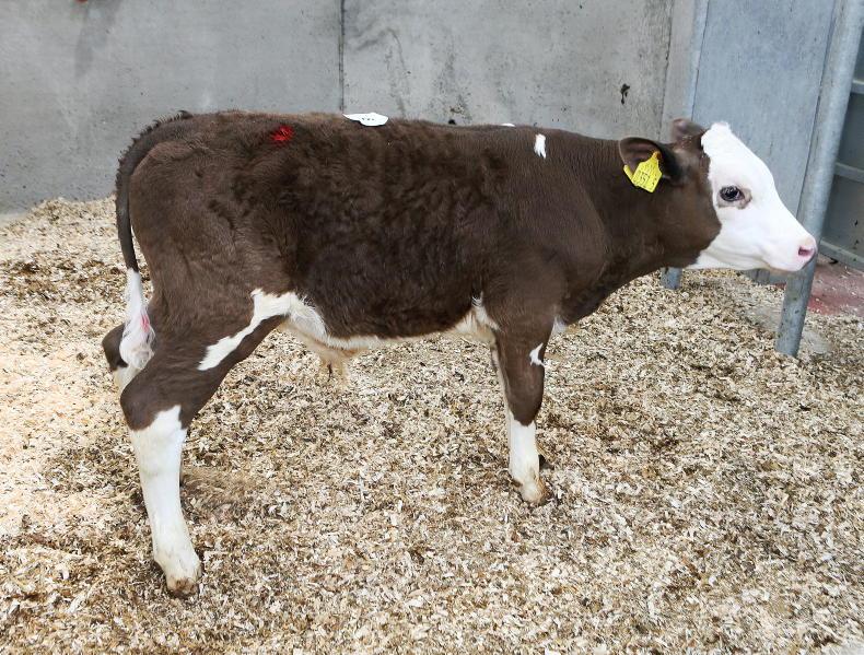 Dropped calves in high demand at Rathfriland