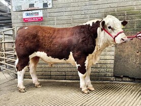 Hereford and Limousin lead the way in Kilkenny