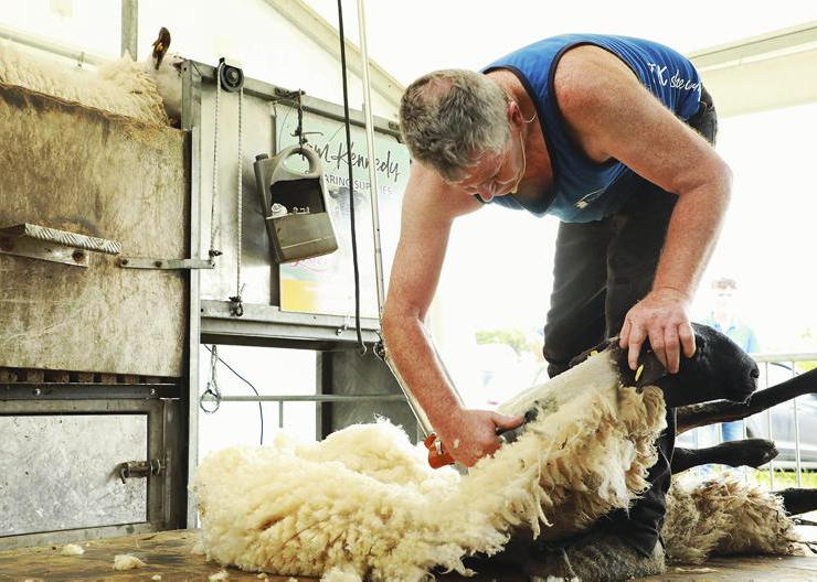Wool prices predicted to at least double from low base