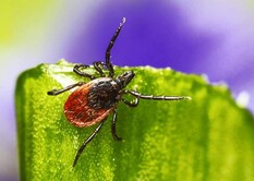 Threat of tick bites everywhere in Ireland
