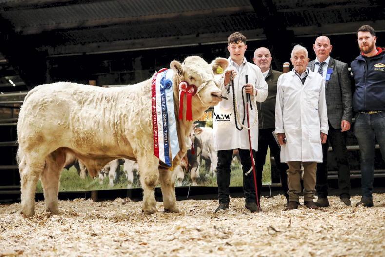 North East Charolais Calf Show destined for Ballyjamesduff