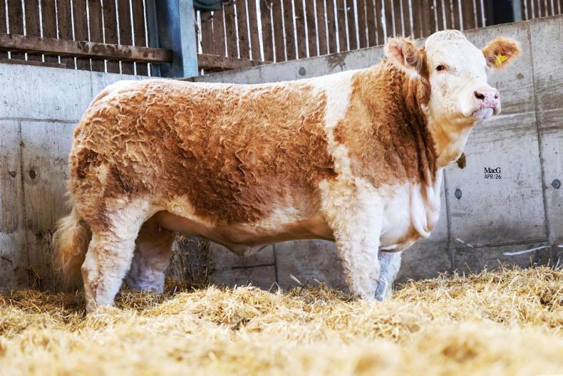 Irish genetics to the fore in Popes Princesses Production Sale