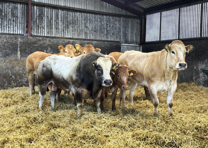 Quality cattle marry with high CBV in Laois