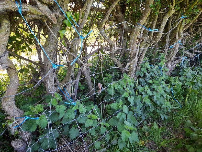 Low-cost stockproof fencing is an art that's hard to master