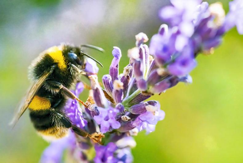 Gardening with Paul: biodiverse planting – let’s bee conscious in the garden