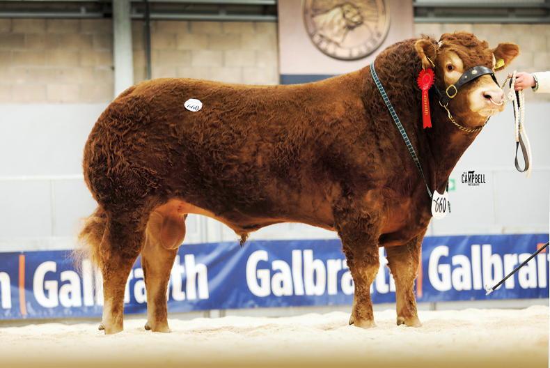 Irish breeding behind Stirling Sale leaders