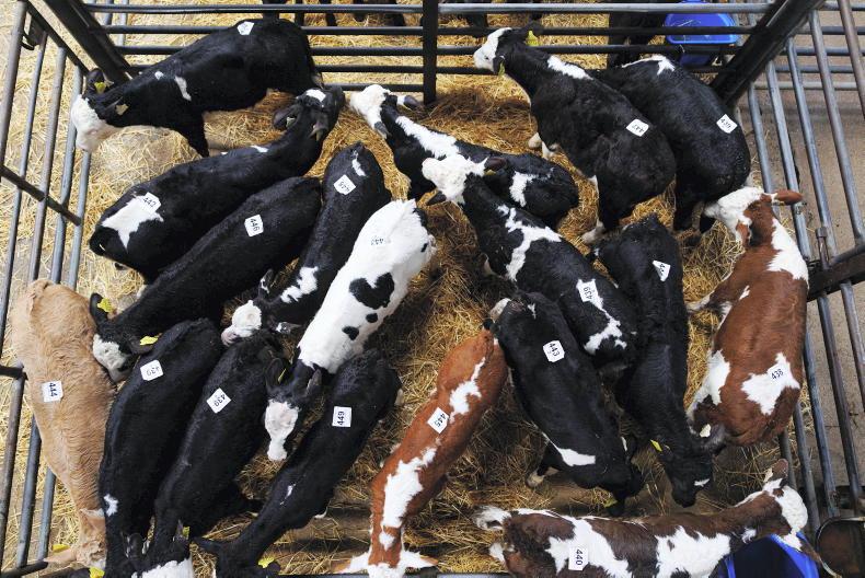 Camera at the Mart: brisk trade for bull calves in Castleisland