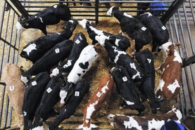 Camera at the Mart: brisk trade for bull calves in Castleisland