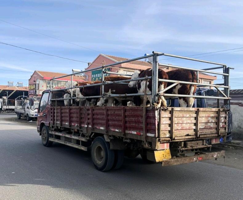 FMD in China is a haunting echo of the African swine fever crisis