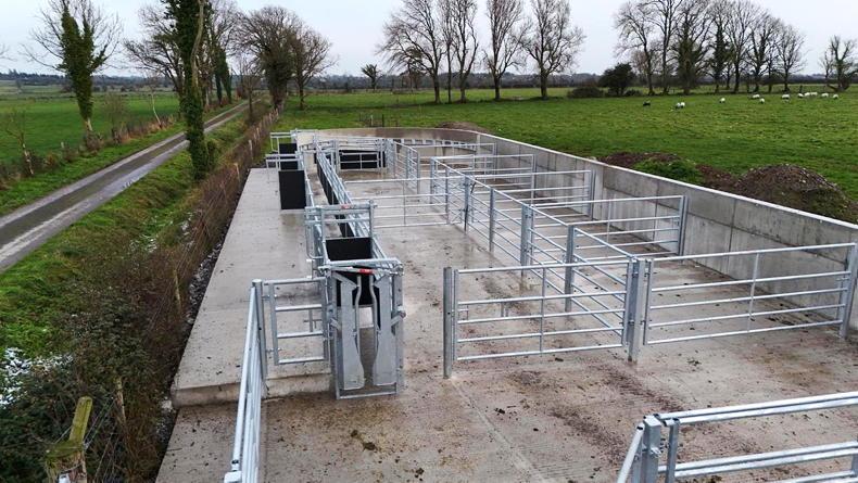 Ticking TAMS box for cattle crushes