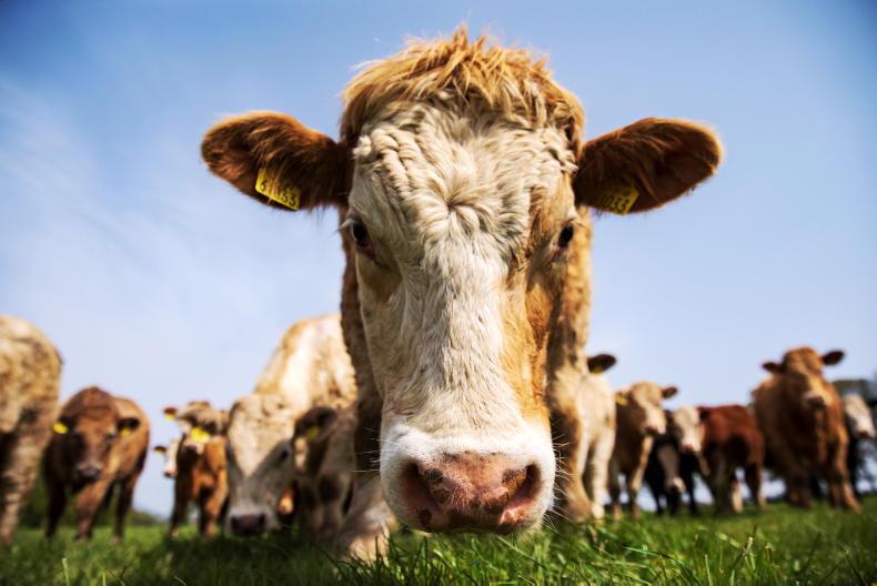 Cattle herd fell 0.4% in 2025 