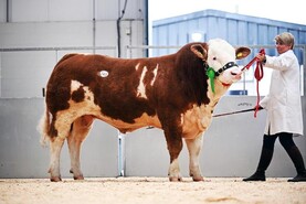 Another top price for a Coose Lincoln son 