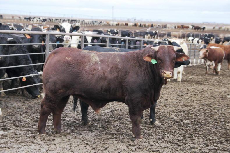 Trump administration backs down on beef import plan 