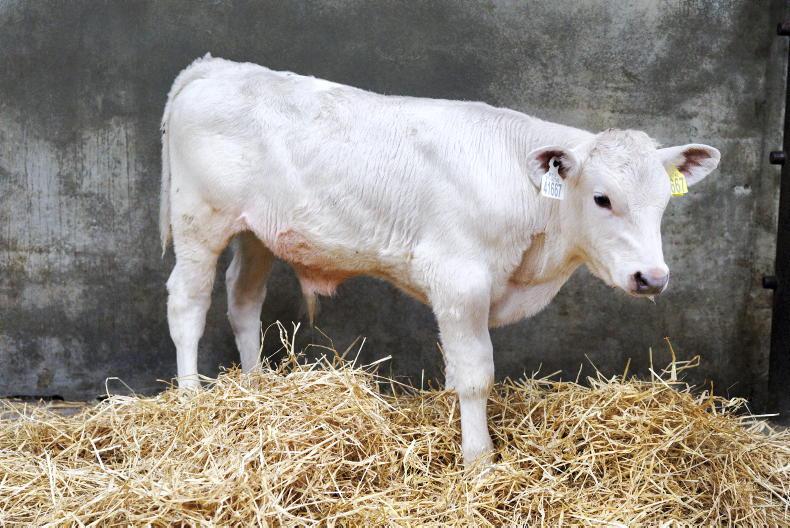 €117/head price gap on calf CBV in marts