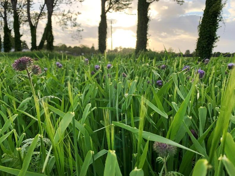 From the Tramlines: Crops in, weeds and disease to be kept at bay