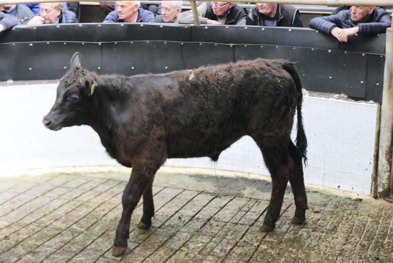 Camera at the Mart: numbers and prices hold firm in Ballinrobe